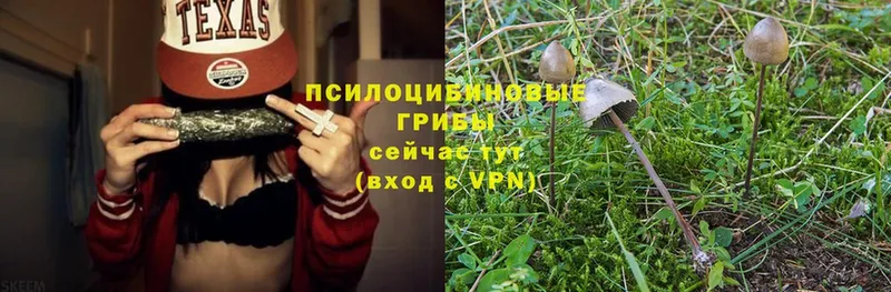 как найти закладки  Усмань  Галлюциногенные грибы Psilocybine cubensis 